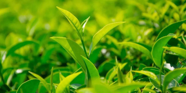 茶葉出口有哪些流程和注意事項(xiàng)