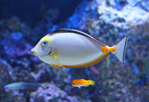 觀賞魚進口相關(guān)手續(xù)代辦