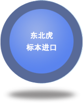 東北虎標(biāo)本進口