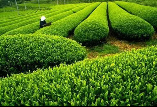 出口茶葉種植基地備案手續(xù)代理
